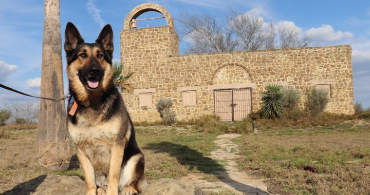 Sargent the Wonder Dog on Adventure