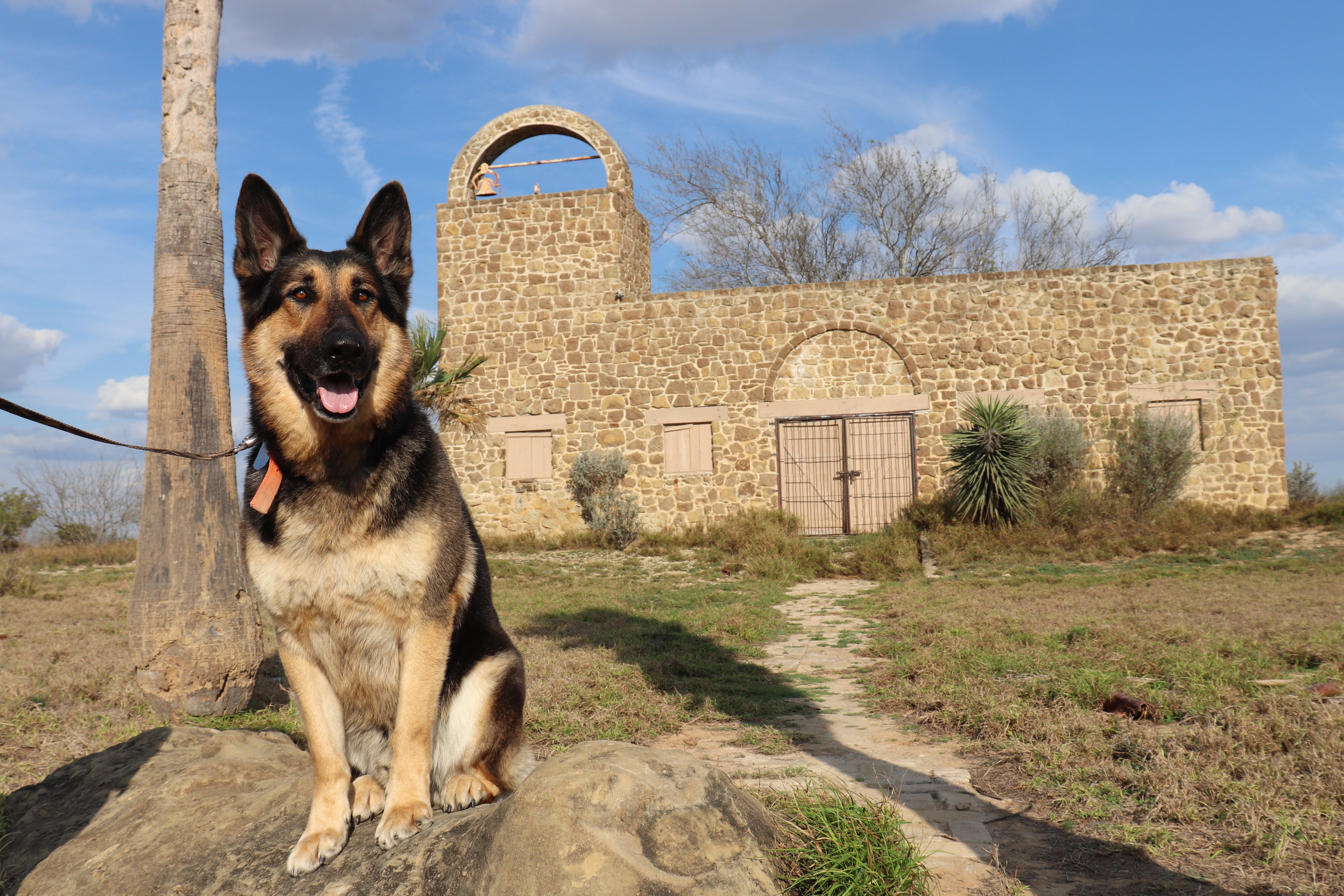 Sargent the Wonder Dog on Adventure